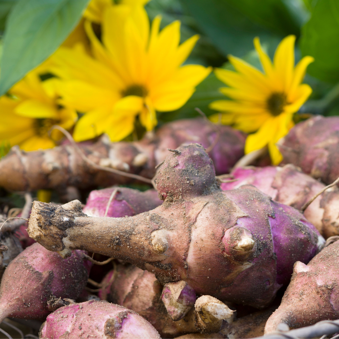 Topinambur 1/2kg