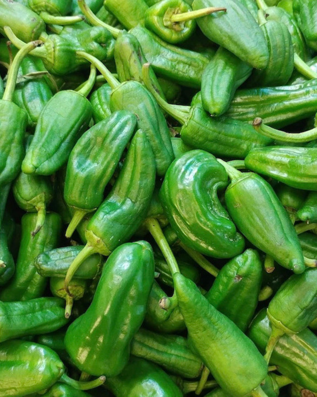 Padron Peppers