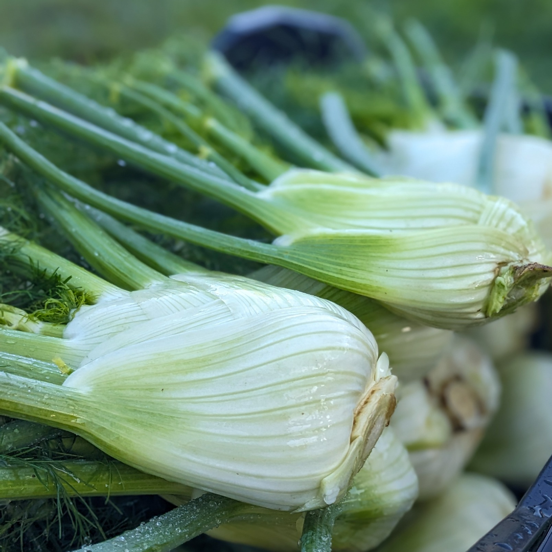Fennel 1/2kg