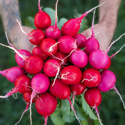 radish bunch