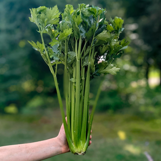Celery