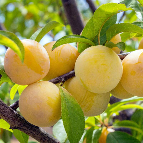 Ciruela Japón Dorada 500gr