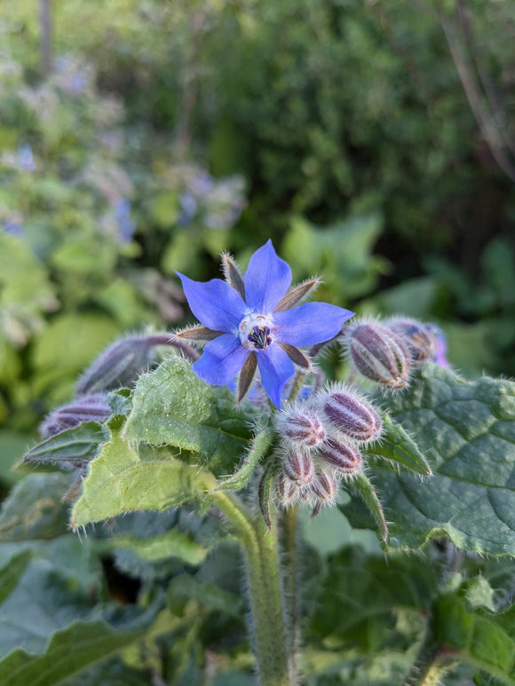 Borage flowers