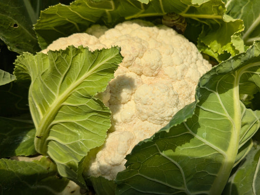 White Cauliflower
