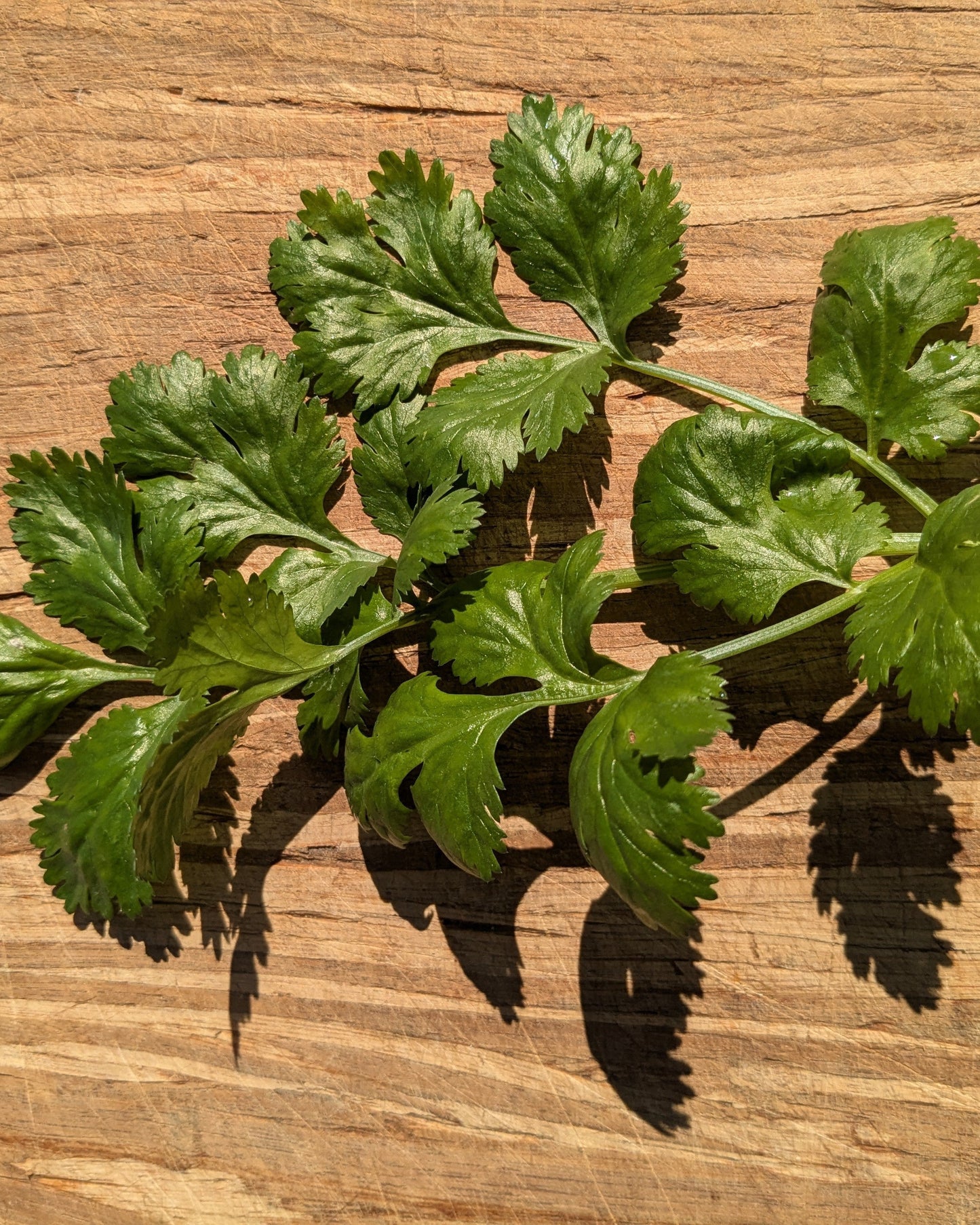 Coriander