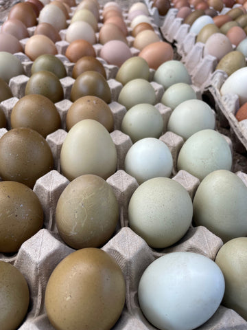 Pasture-raised Color Eggs