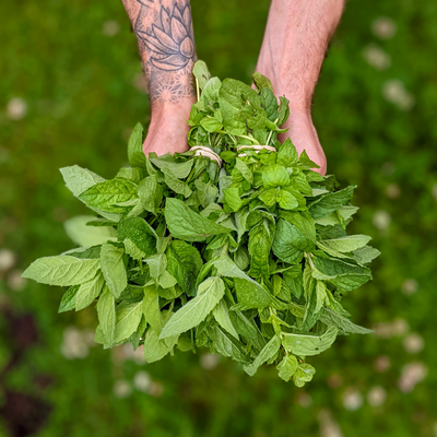 Menta manojo
