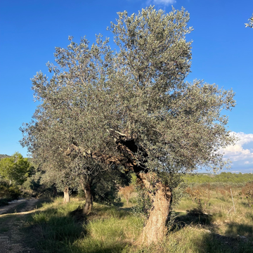 Adopt an Olive Tree