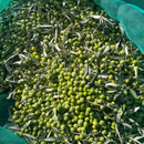 Extra Virgin Olive Oil-3