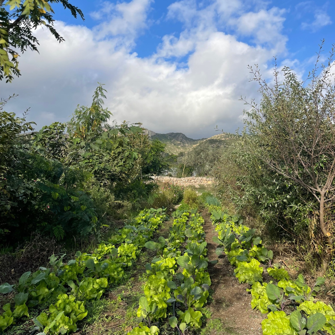 Farm Tour 10th January 11:00