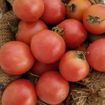 Tomate de Colgar 250gr