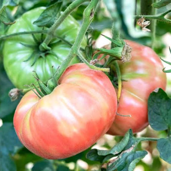 Rosa Barbastro Tomato 3ud (+/- 1.2kg)