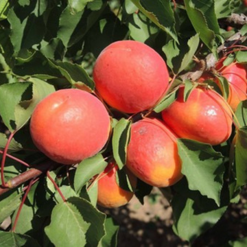 Mayacot Apricot 500g