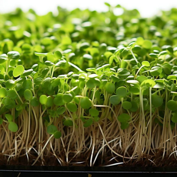 Brotes de brócoli 70gr
