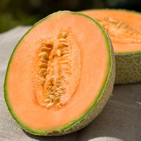 Cantaloupe Melon