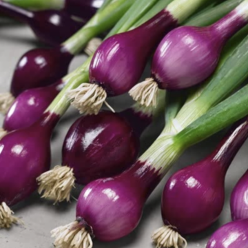 Ceba tendra morada manat