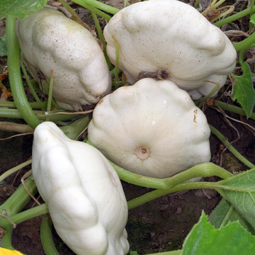 White pattypan squash 500g