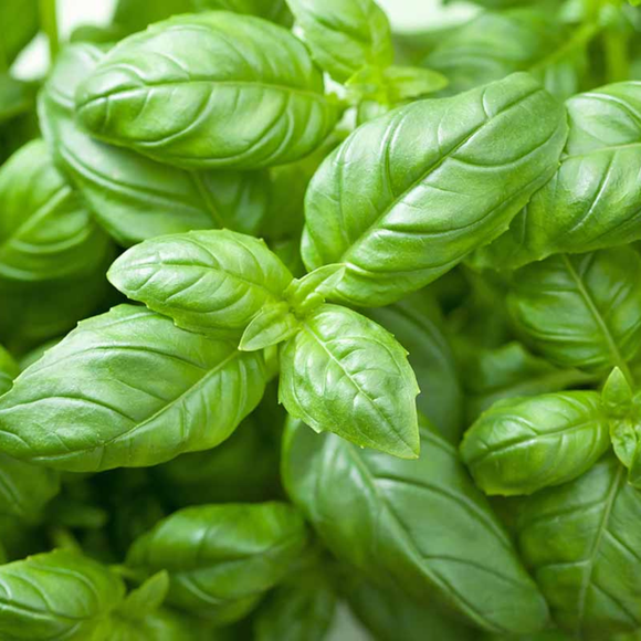Basil 50g