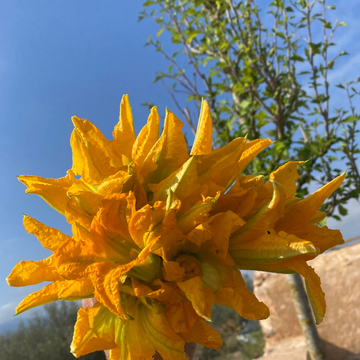 Female Zucchini Blossom - 5 units