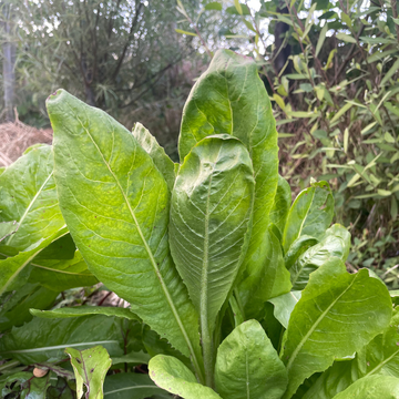 Radicchio - manojo