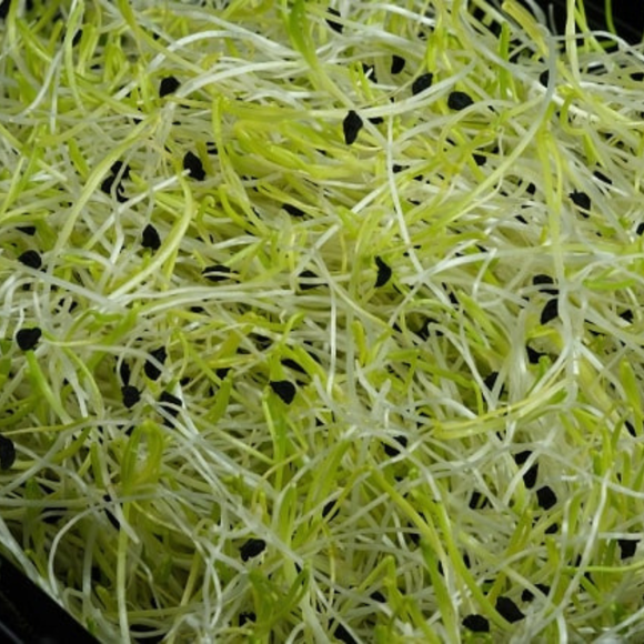 Leek Sprouts 50g