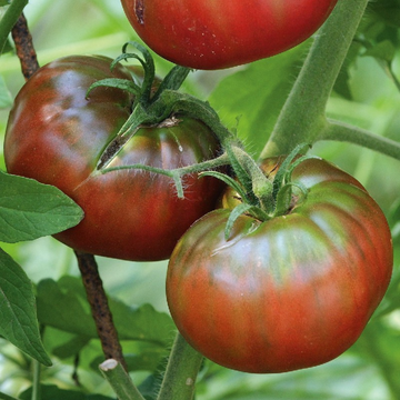 Tomate Negro Crimea 500gr
