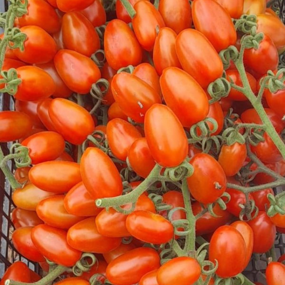 Tomate Cherry Pera 250gr