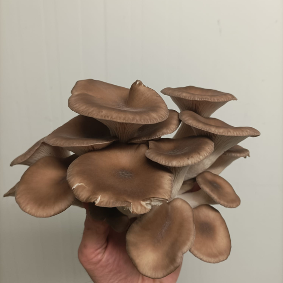 Orellana Reina 150gr