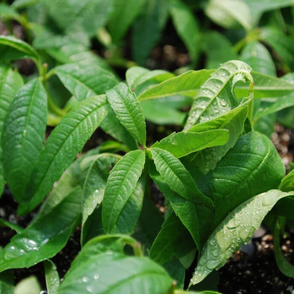 Lemon Verbena bunch