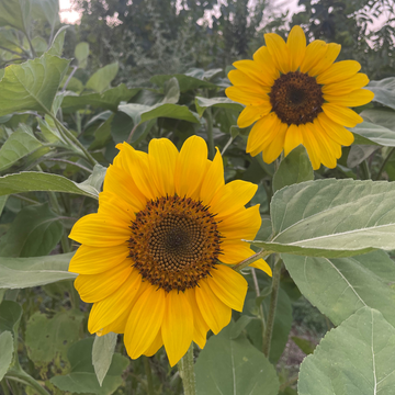 Ramo de Girasol