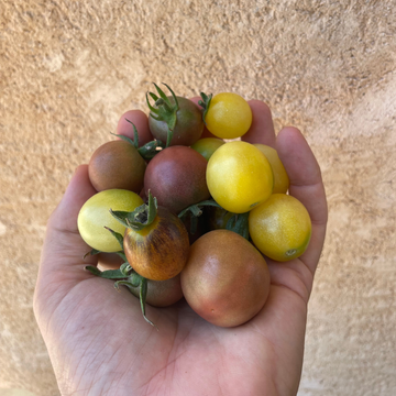Tomat Cirera de Colors 250gr