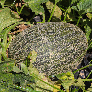 Melón Pell de Gripau 1 ud