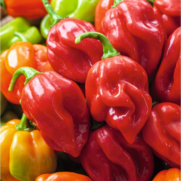 Pimiento Habanero 50gr