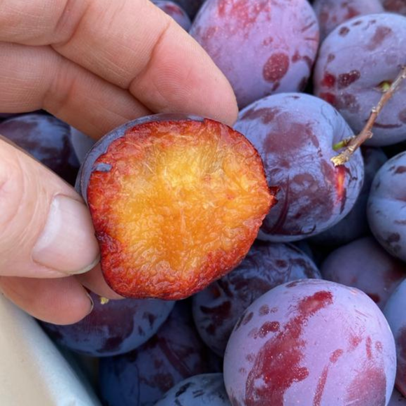 Fortuna plum 500gr