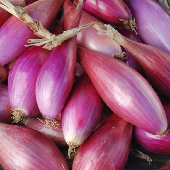 Ceba morada llarga de Florència manat