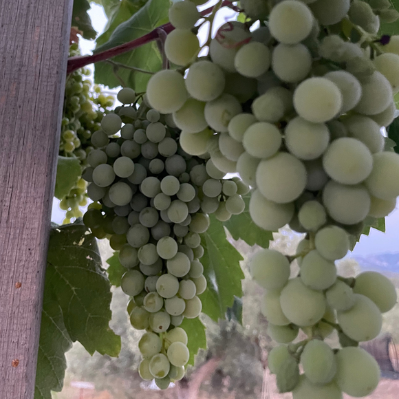 Uva blanca 500gr