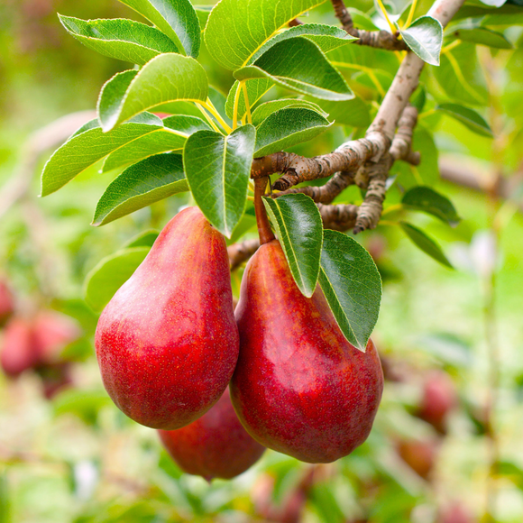 Red Bartlett Pear 500gr