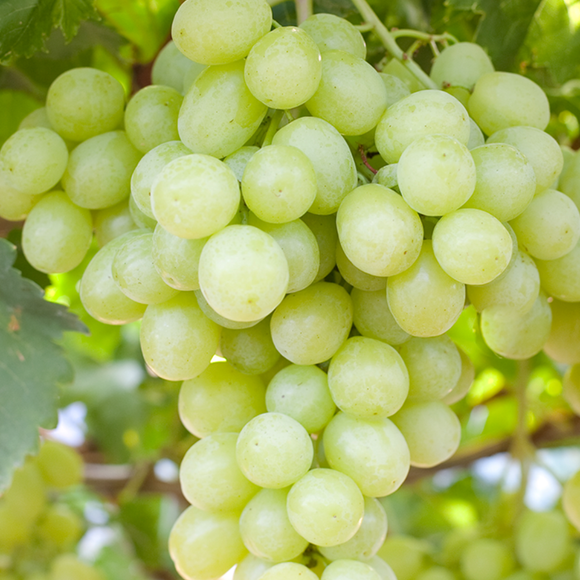 White Grapes 500gr