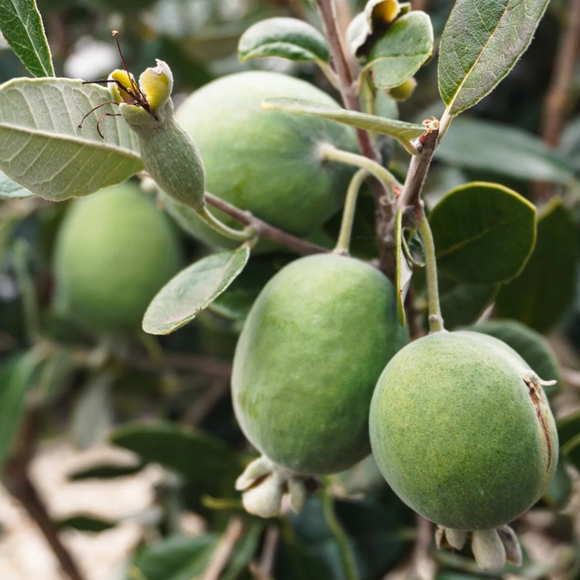 Feijoa 250gr