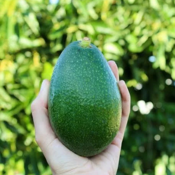 Avocado Bacon 500gr