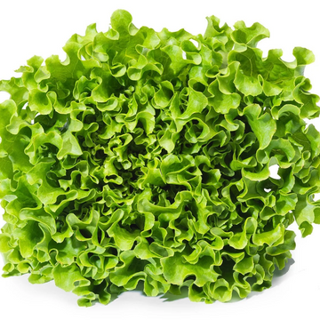 Lettuce