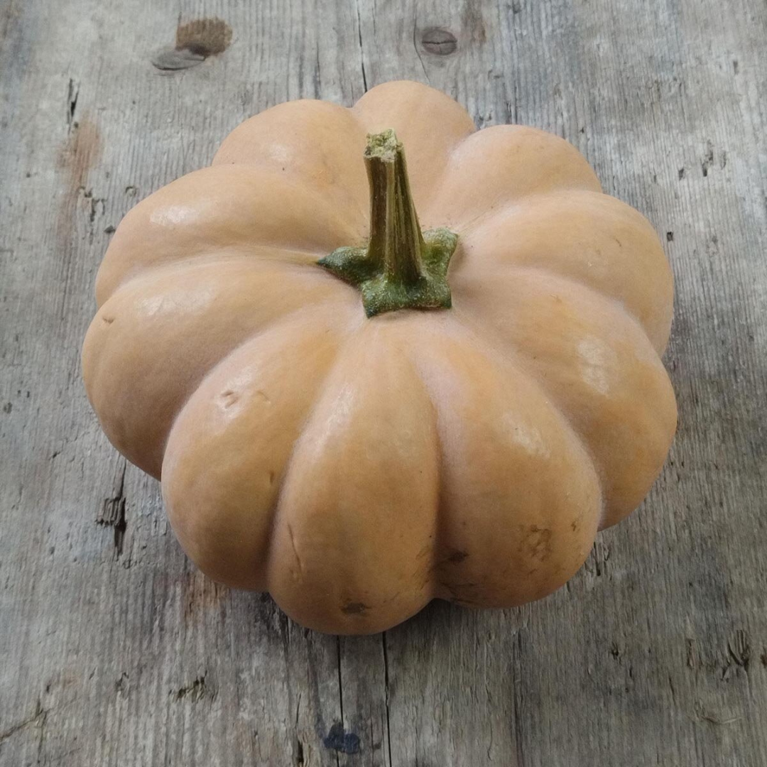 Musquée de Provence Pumpkin