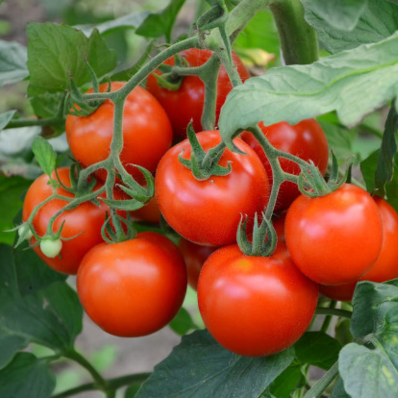 Tomàquet Branca 500gr