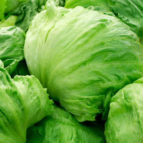 Lechuga Iceberg