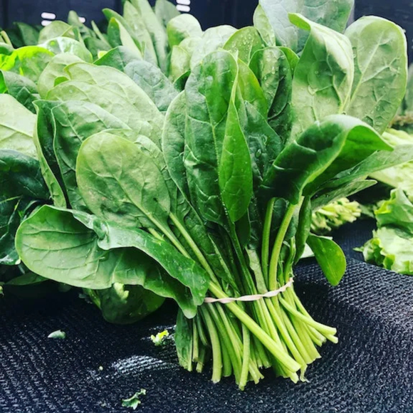 Espinaca manojo