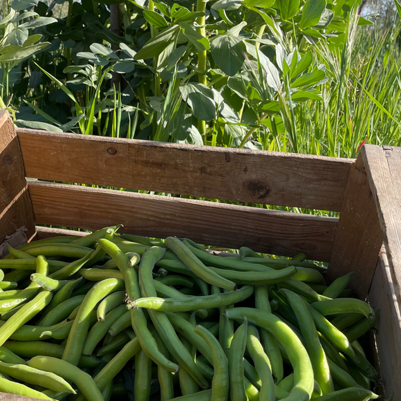 Llavors de fava (40ud)