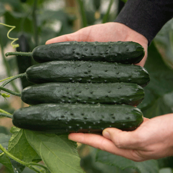 Pepino Frances 500gr