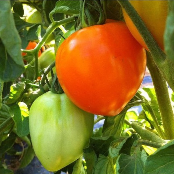 Seedlings - Apricot Tomato - 5 units