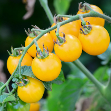 Plantel Tomate Cherry Amarillos - 5ud