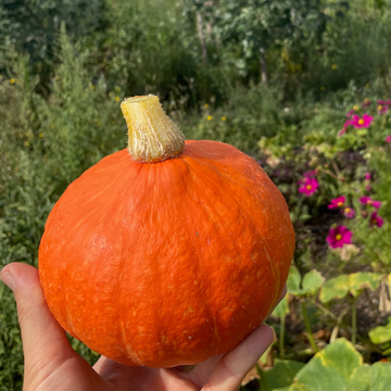 Plantel Calabaza Potimarron - 5ud